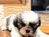 Mini Boy Shih Tzu Bebekler