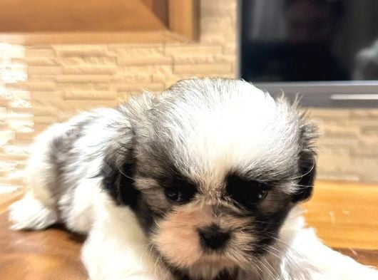 Mini Boy Shih Tzu Bebekler görsel