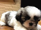 Mini Boy Shih Tzu Bebekler