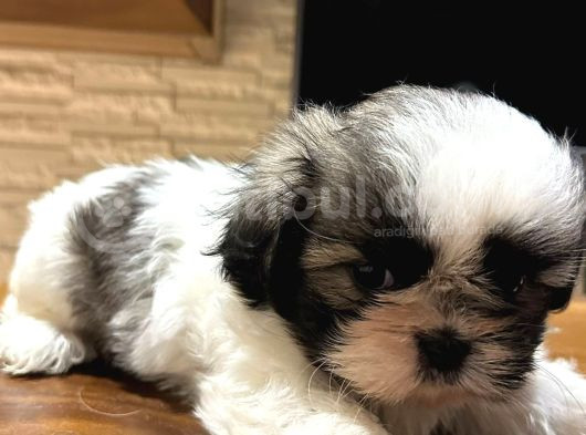 Mini Boy Shih Tzu Bebekler görsel