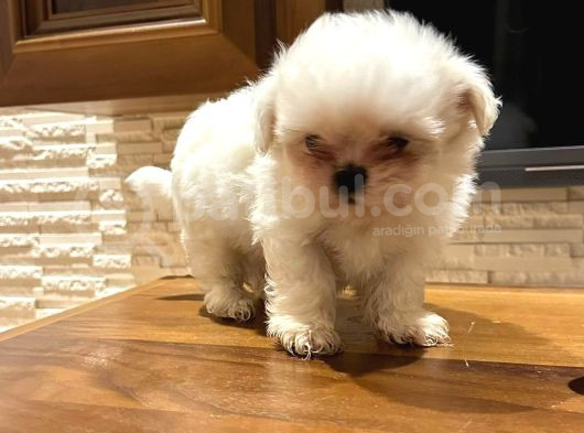 Mini Boy Shih Tzu Bebekler