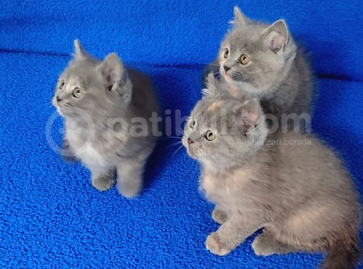 Mükemmel Minnaklar Teslime Hazırdır görsel