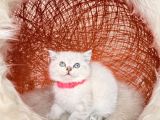 British Shorthair Silver Point Yavrular
