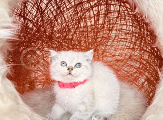 British Shorthair Silver Point Yavrular görsel