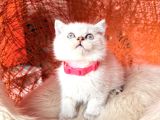 British Shorthair Silver Point Yavrular