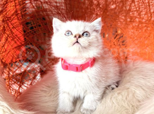 British Shorthair Silver Point Yavrular görsel