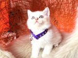 British Shorthair Silver Point Yavrular