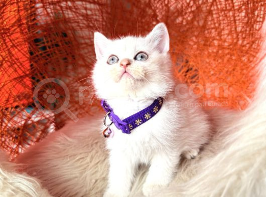 British Shorthair Silver Point Yavrular görsel