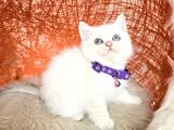 British Shorthair Silver Point Yavrular