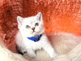 British Shorthair Silver Point Yavrular