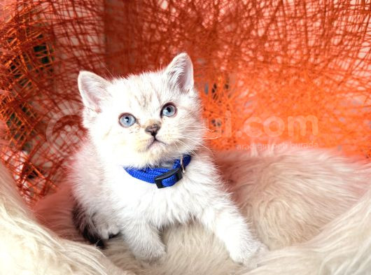 British Shorthair Silver Point Yavrular görsel