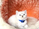 British Shorthair Silver Point Yavrular