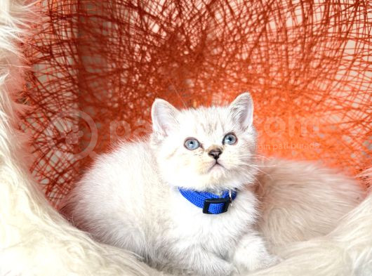 British Shorthair Silver Point Yavrular görsel