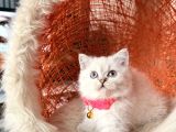 British Shorthair Silver Point Yavrular