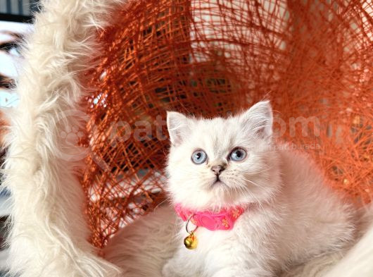 British Shorthair Silver Point Yavrular görsel