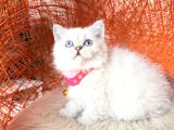 British Shorthair Silver Point Yavrular