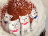British Shorthair Silver Point Yavrular