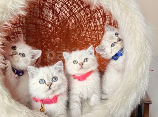 British Shorthair Silver Point Yavrular
