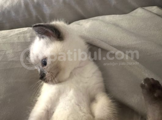 Bebek Bri̇ti̇sh Blue Poi̇nt Yavrum 55 Günlük görsel