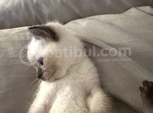 Bebek Bri̇ti̇sh Blue Poi̇nt Yavrum 55 Günlük görsel