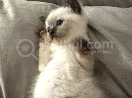 Bebek Bri̇ti̇sh Blue Poi̇nt Yavrum 55 Günlük