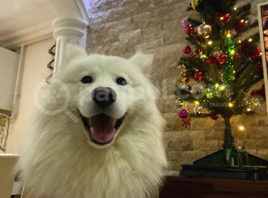 12 Aylık Eğitimli Samoyed