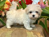 Kore Orjinal Maltese Bebekler