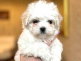 Kore Orjinal Maltese Bebekler