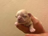Orijinal Irk Shih Tzu Yavrularimiz Sahi̇pleri̇ni̇ Bekli̇yor