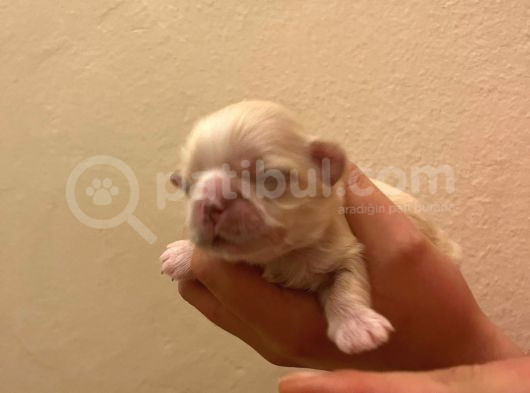 Orijinal Irk Shih Tzu Yavrularimiz Sahi̇pleri̇ni̇ Bekli̇yor görsel