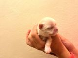 Orijinal Irk Shih Tzu Yavrularimiz Sahi̇pleri̇ni̇ Bekli̇yor
