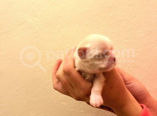 Orijinal Irk Shih Tzu Yavrularimiz Sahi̇pleri̇ni̇ Bekli̇yor görsel