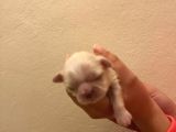 Orijinal Irk Shih Tzu Yavrularimiz Sahi̇pleri̇ni̇ Bekli̇yor
