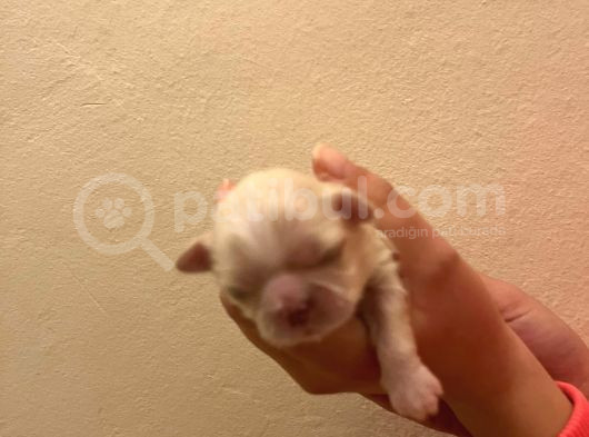 Orijinal Irk Shih Tzu Yavrularimiz Sahi̇pleri̇ni̇ Bekli̇yor görsel