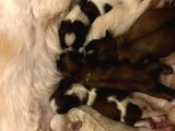 ORIJINAL IRK SHIH TZU YAVRULARIMIZ SAHİPLERİNİ BEKLİYOR