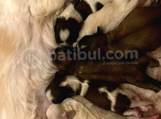 Orijinal Irk Shih Tzu Yavrularimiz Sahi̇pleri̇ni̇ Bekli̇yor