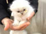 Kraliyet Şıklığında Silver Scottish Fold Longhair