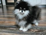 Pomeranian Boo dişi 4 Aylık