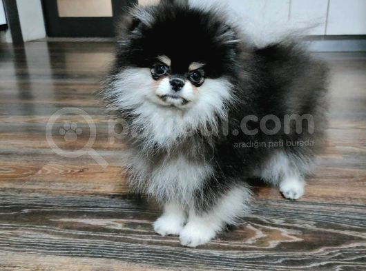 Pomeranian Boo Dişi 4 Aylık