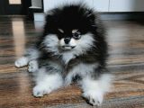 Pomeranian Boo Dişi 4 Aylık