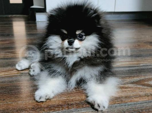 Pomeranian Boo Dişi 4 Aylık görsel
