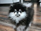 Pomeranian Boo Dişi 4 Aylık