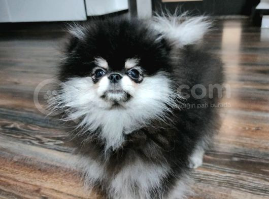 Pomeranian Boo Dişi 4 Aylık görsel