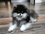 Pomeranian Boo Dişi 4 Aylık