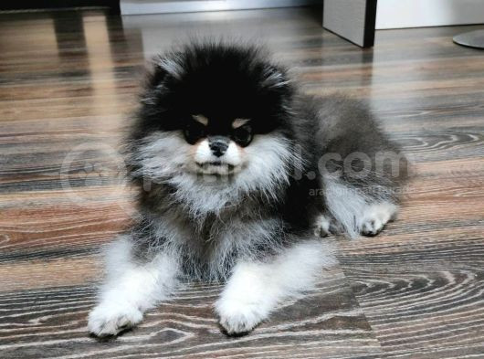 Pomeranian Boo Dişi 4 Aylık görsel
