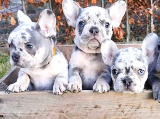Merle French Buldog Yavrumuz