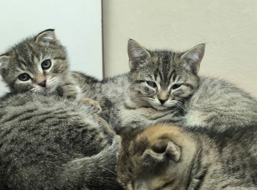 Teslime Hazır Ponçikler Açıklamayı Lütfen Okuyalım görsel