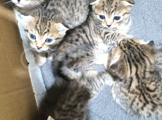 Teslime Hazır Ponçikler Açıklamayı Lütfen Okuyalım