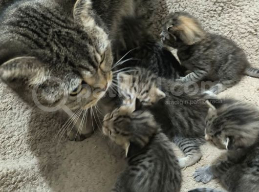 Teslime Hazır Ponçikler Açıklamayı Lütfen Okuyalım görsel