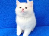 Kaçmaz Güzelli̇kte Beyaz Bi̇ri̇ti̇sh Torti̇e